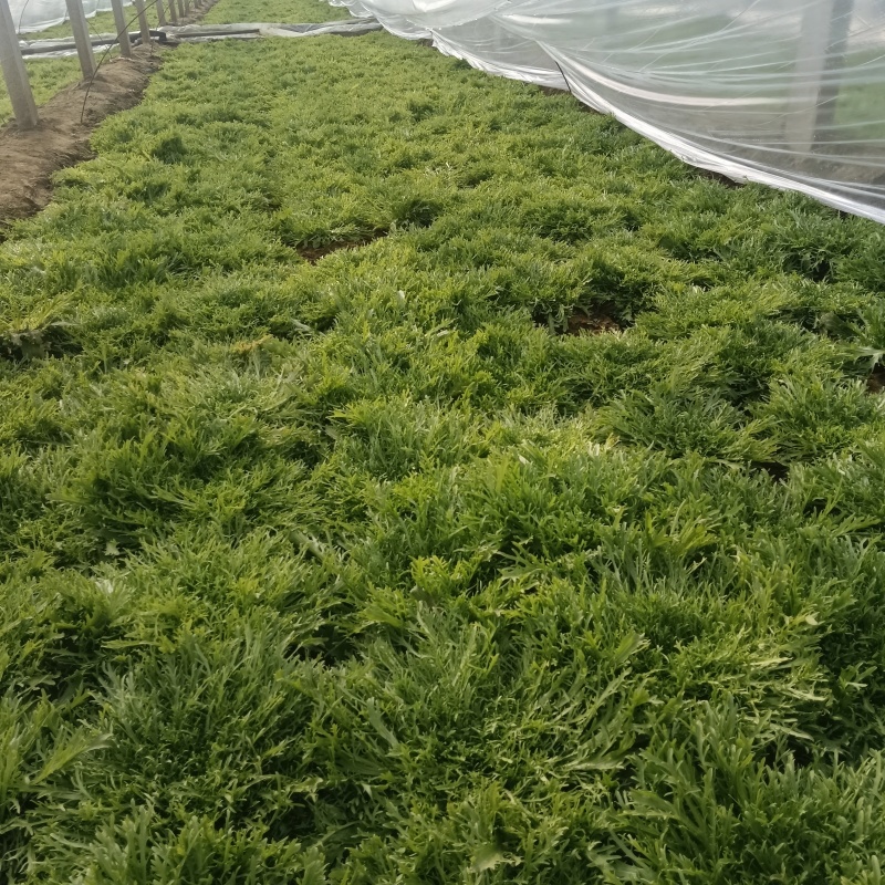 青州苦菊。自营百亩量大从优。全国发货
