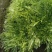 青州苦菊。自营百亩量大从优。全国发货