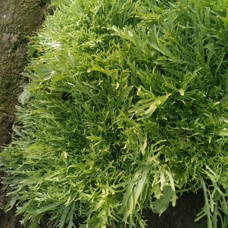 青州苦菊。自营百亩量大从优。全国发货