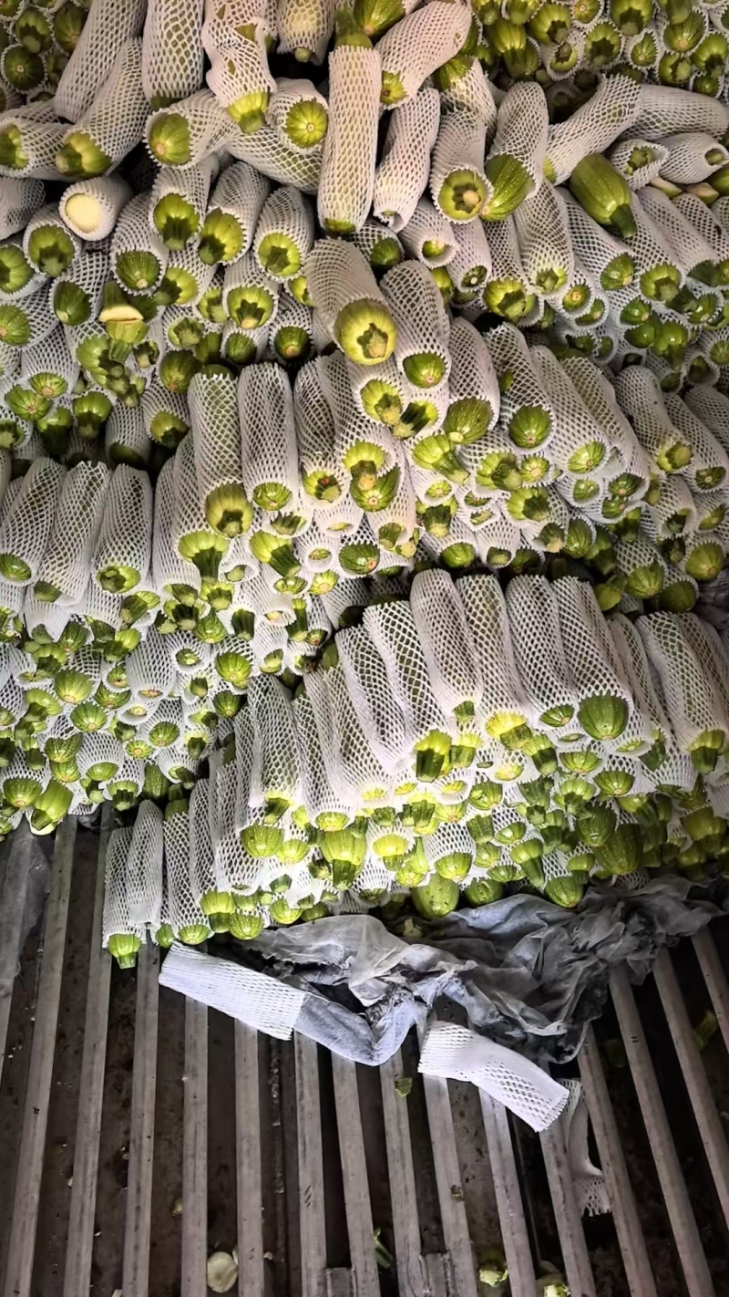 精品西葫芦/云南高山西葫芦/绿皮西葫芦/全国批发供应
