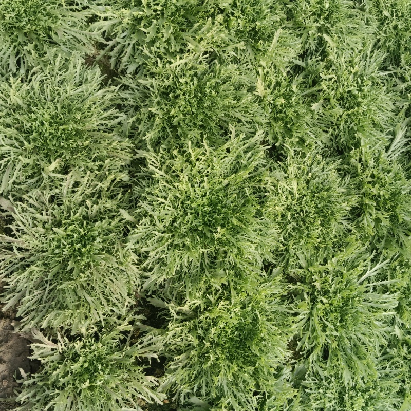 青州苦菊。自营百亩量大从优。全国发货