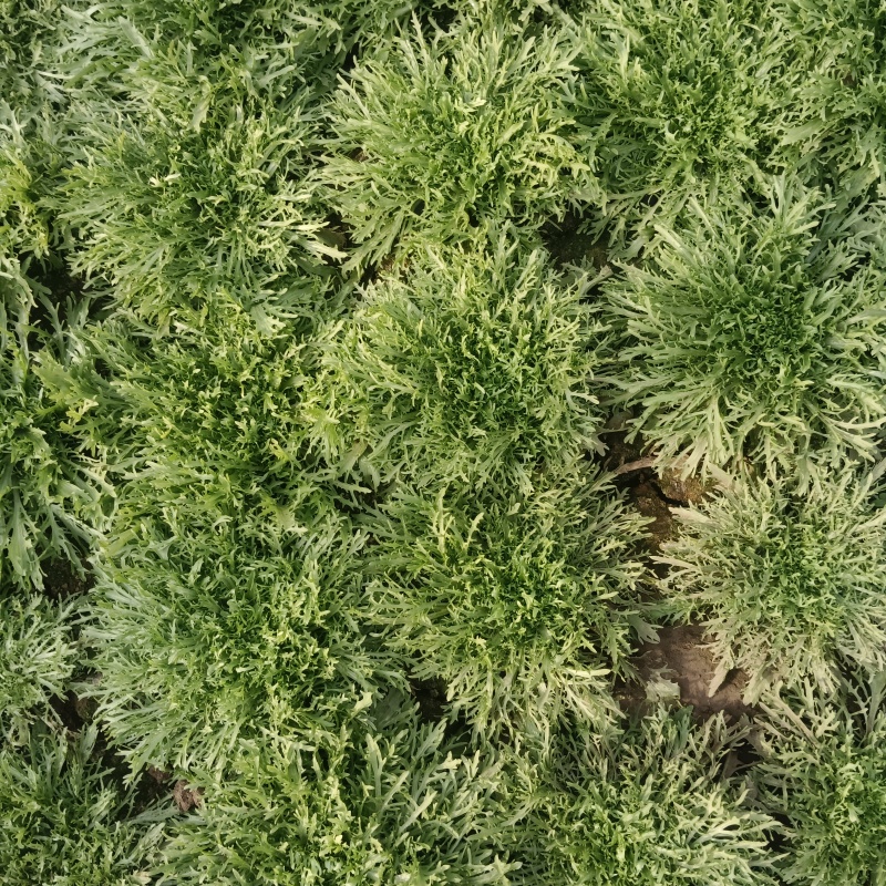 青州苦菊。自营百亩量大从优。全国发货