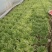 青州苦菊。自营百亩量大从优。全国发货