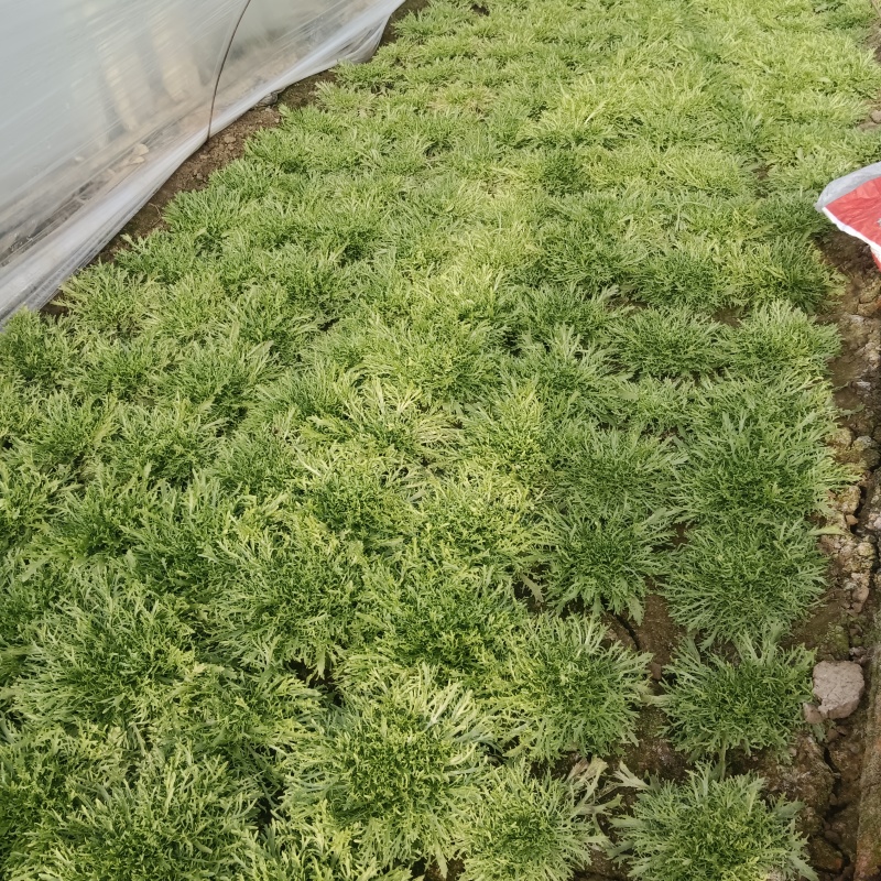 青州苦菊。自营百亩量大从优。全国发货