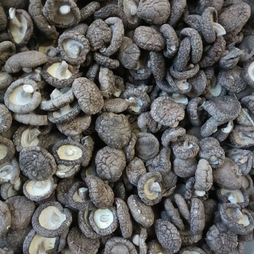 香菇干货特产级干香菇商用批发价散装野生小蘑菇菌菇香茹冬菇