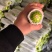 【西葫芦】/云南高山西葫芦/绿皮西葫芦/全国批发供应
