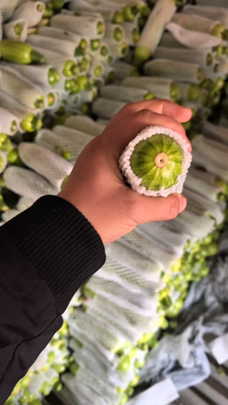 【西葫芦】/云南高山西葫芦/绿皮西葫芦/全国批发供应