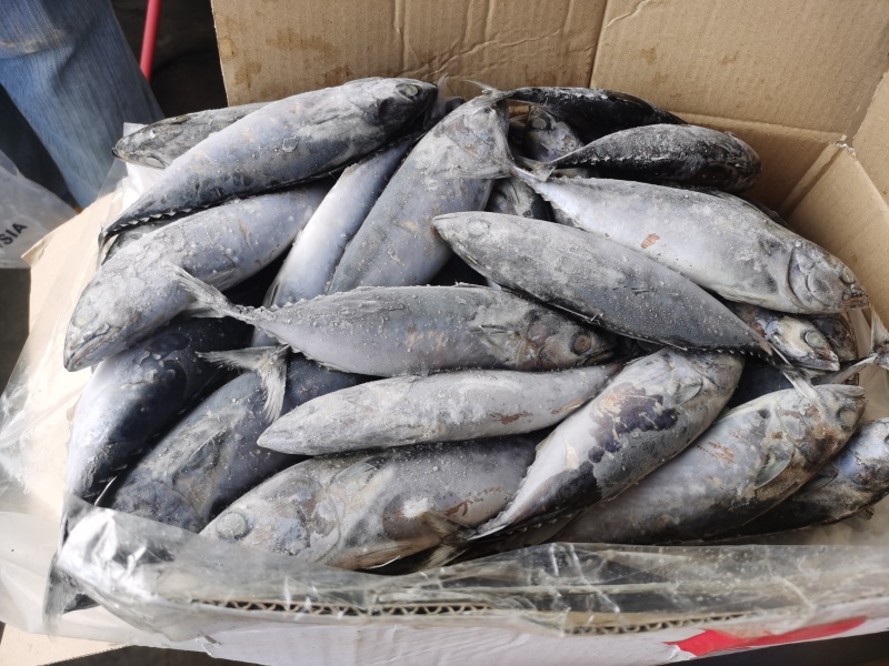 巴浪鱼饵料大眼巴浪一手货源整柜出货厦门港现货直供