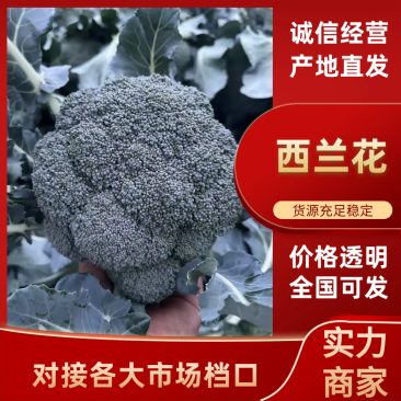 【力推】万亩蔬菜产地大量西蓝花上市质量好全国发货全国接单