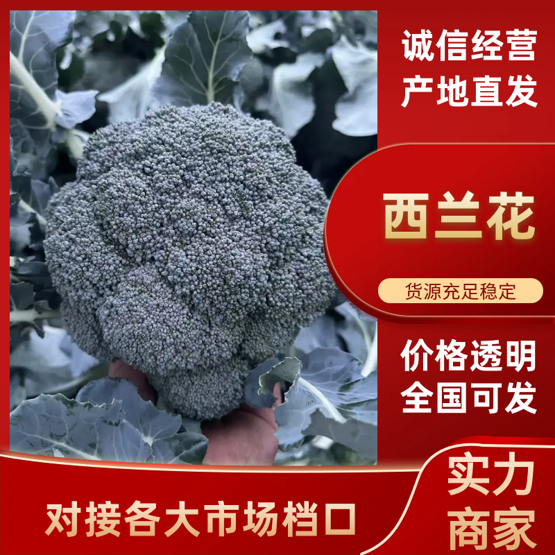【力推】万亩蔬菜产地大量西蓝花上市质量好全国发货全国接单