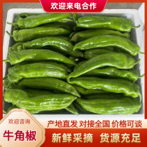 【力推】精品牛角椒大量现货供应需要的老板联系全国接单发货