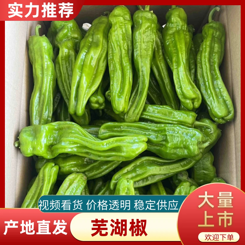 大皱皮【芜湖椒】薄皮椒大量上市需要的老板联系，全国发货