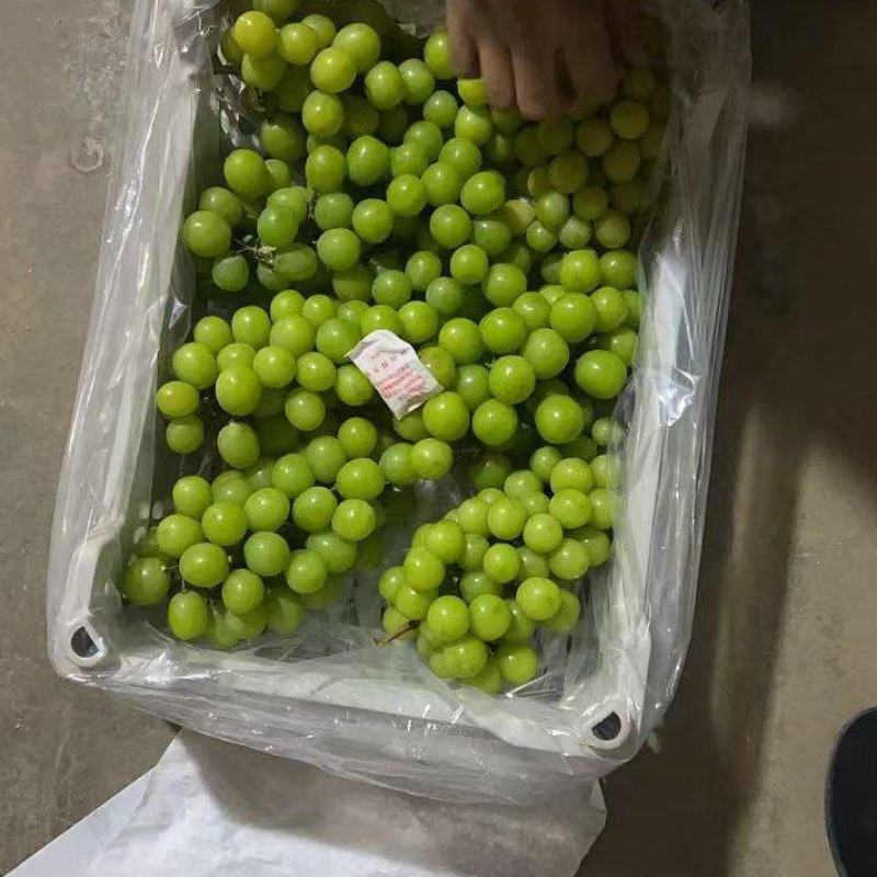 阳光玫瑰