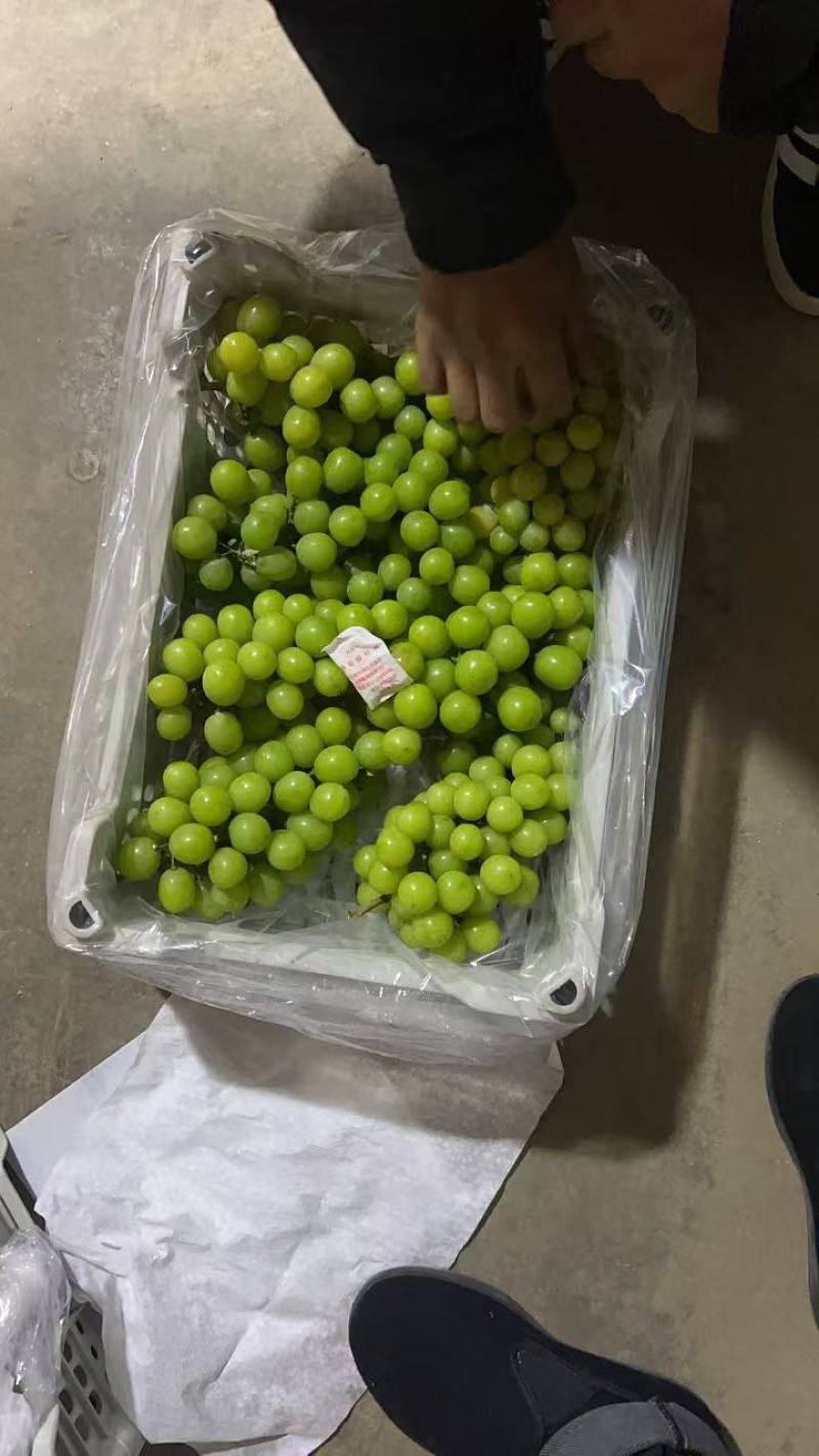 阳光玫瑰