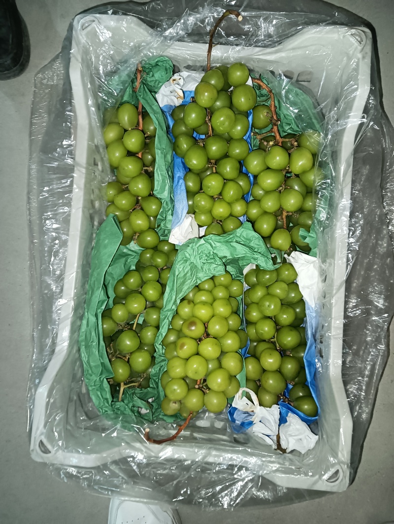 阳光玫瑰