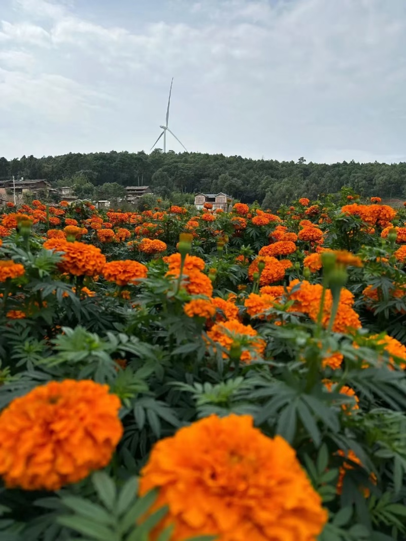 万寿菊种子厂家货源批发价格全国发货价格便宜欢迎下单咨询