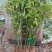300万株奇楠沉香苗8大品种各粗细高度不等大甩掉齐楠母树芽条