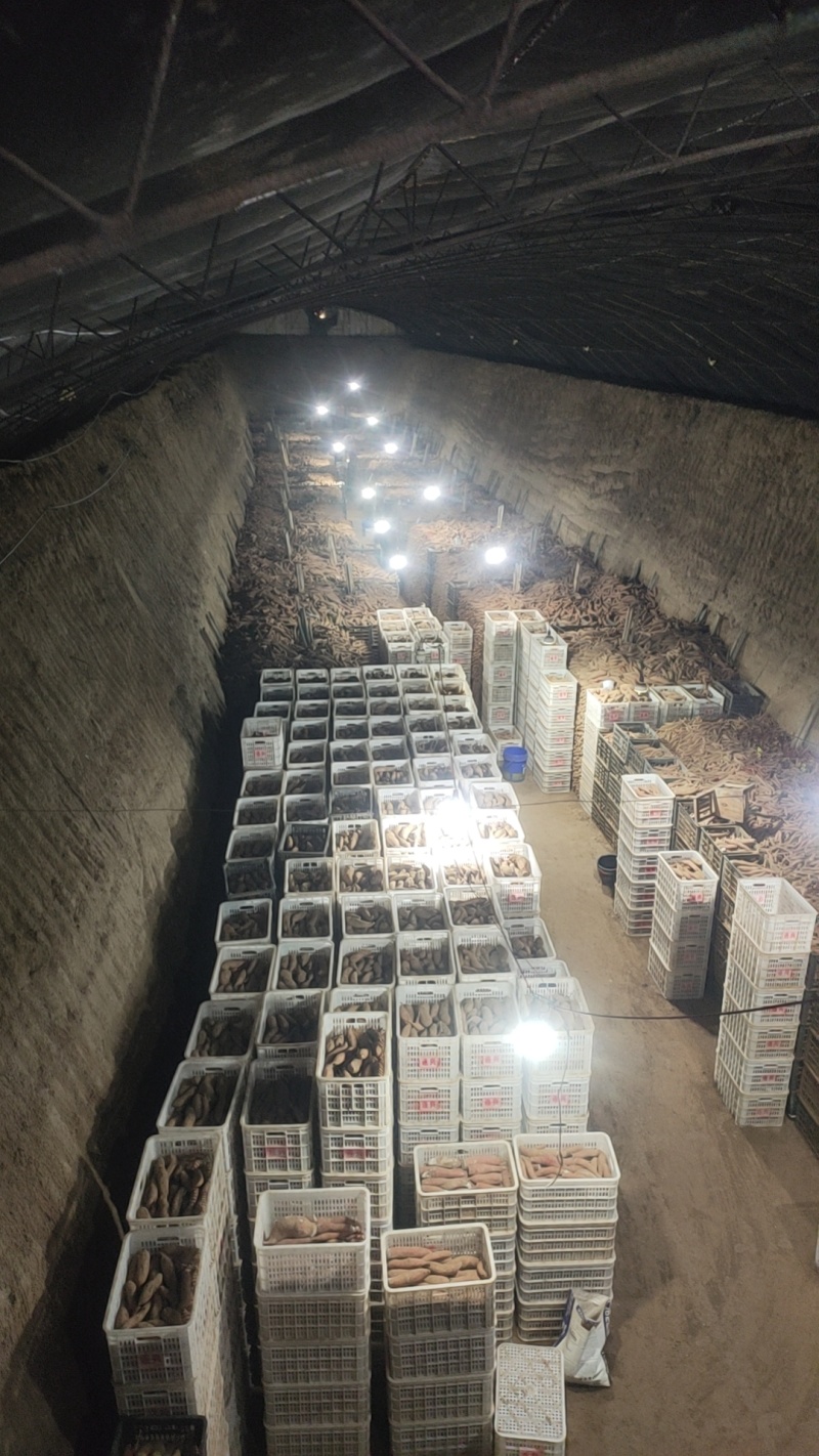 西瓜红红薯沙瓤土小薯通货大量货源诚信经营