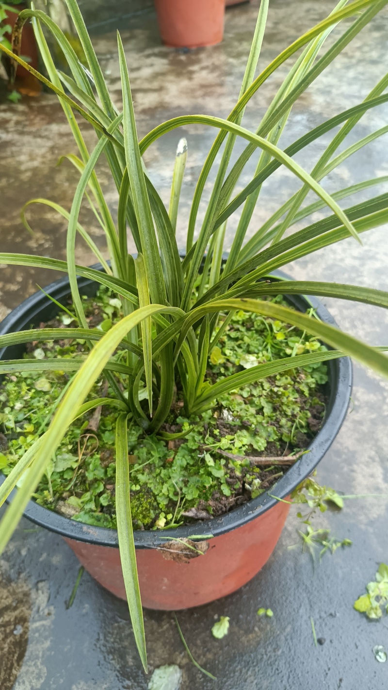 兰草，兰草花，兰草花