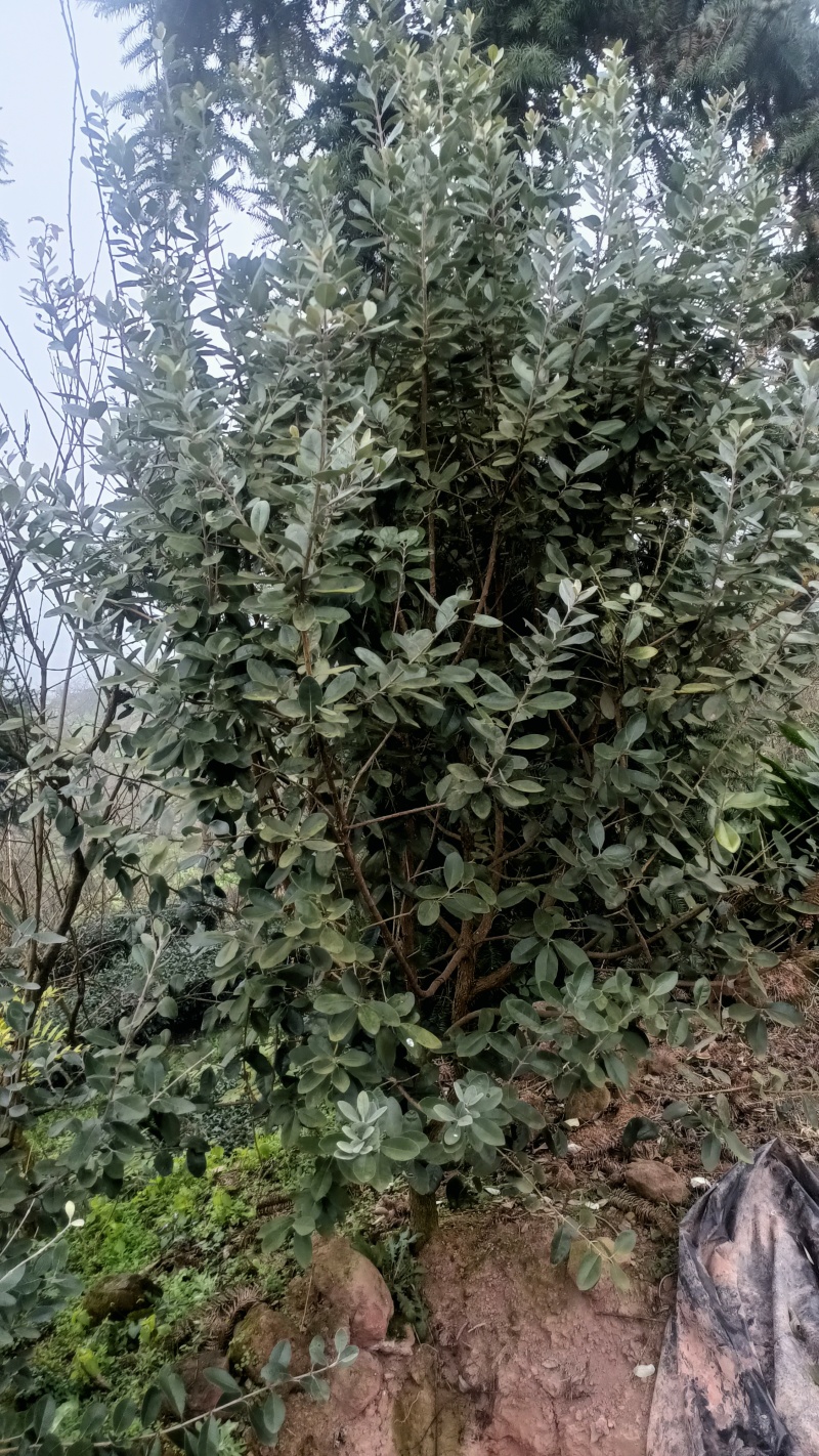菲油果树，在宜宾
