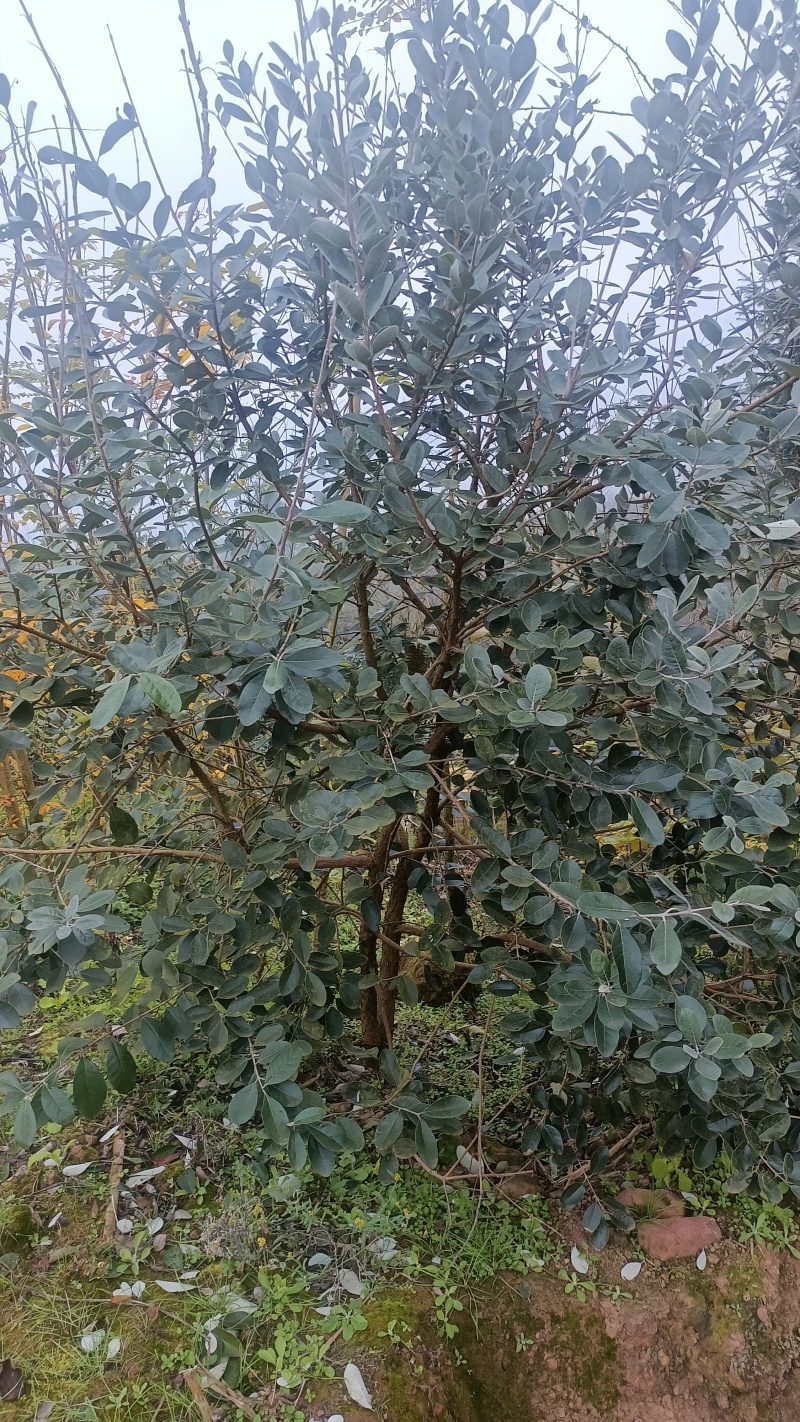 菲油果树，在宜宾