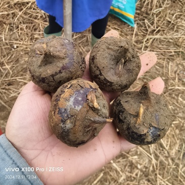贺州马蹄沃柑视频看货，价格美丽，量大从优，欢迎来电