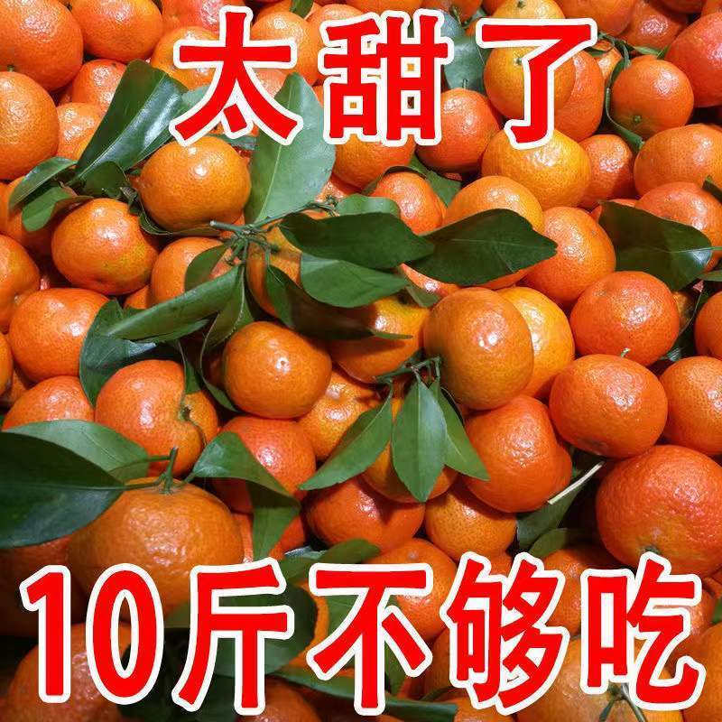【电商代发】正宗沙糖桔应季水果新鲜现摘砂糖桔薄皮2/10斤整