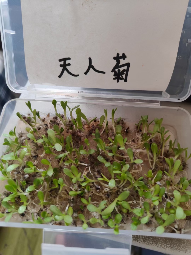 无人菊种子厂家货源批发价格全国发货价格便宜欢迎下单咨询