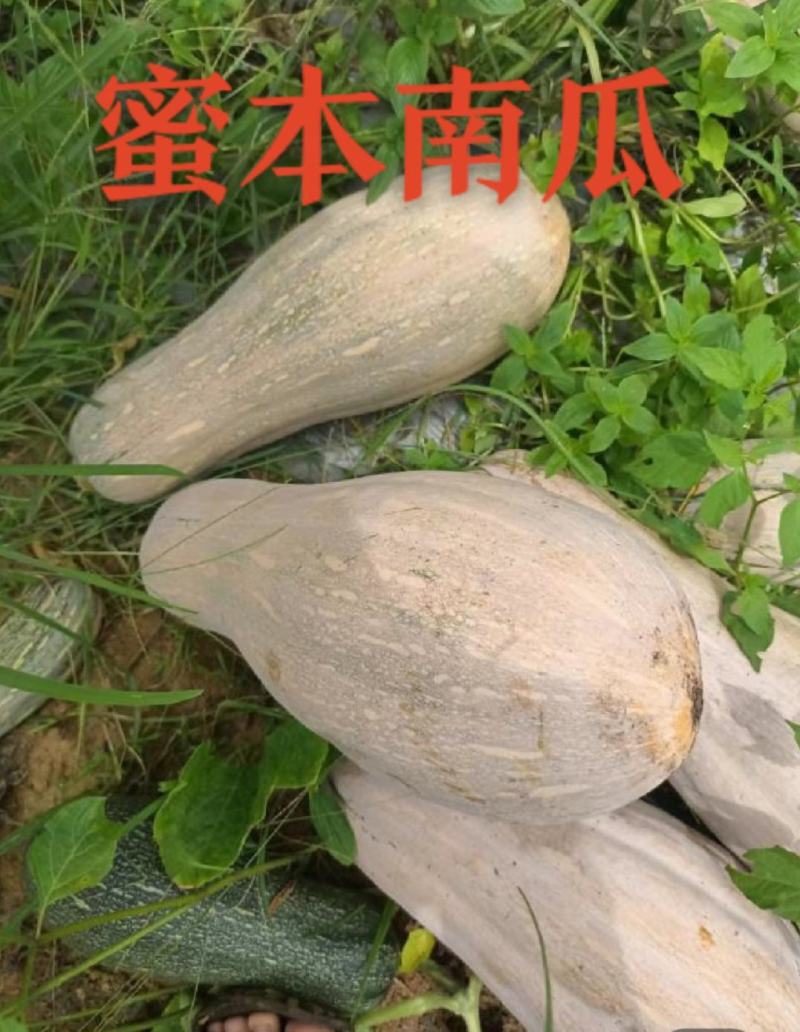 广东蜜本南瓜市场货电商货养殖货大量现货
