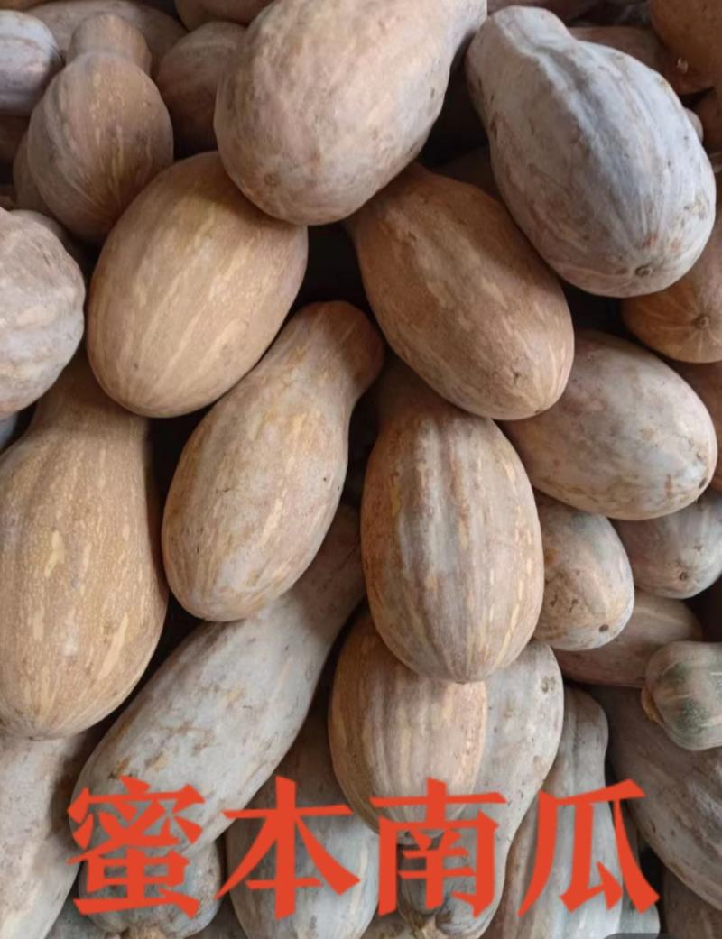 广东蜜本南瓜市场货电商货养殖货大量现货