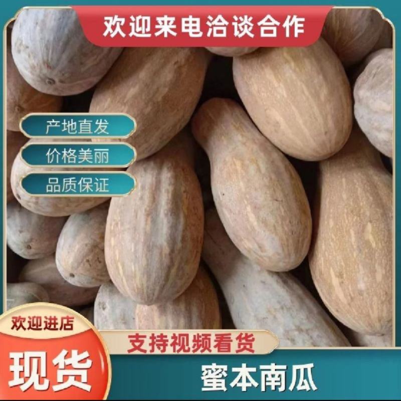 广东蜜本南瓜市场货电商货养殖货大量现货