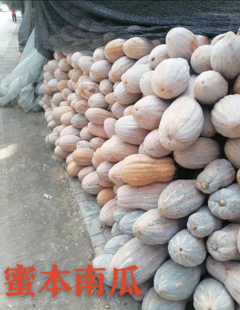 广东蜜本南瓜市场货电商货养殖货大量现货