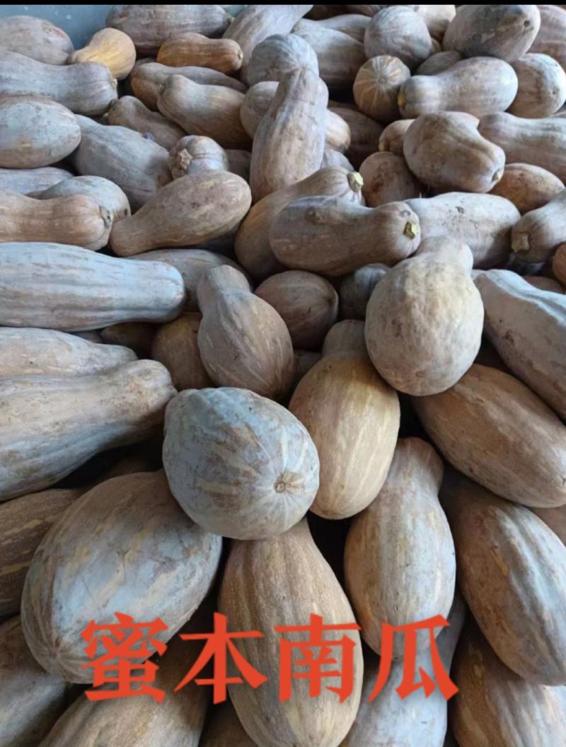 广东蜜本南瓜市场货电商货养殖货大量现货