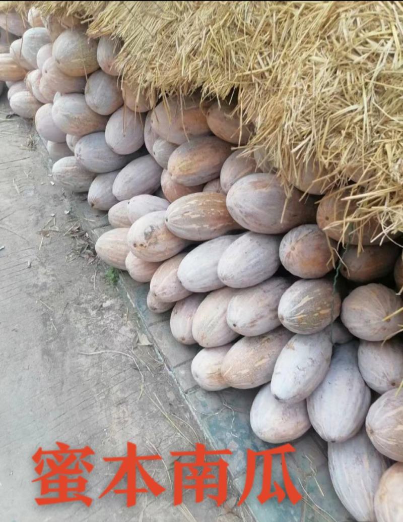 广东蜜本南瓜市场货电商货养殖货大量现货