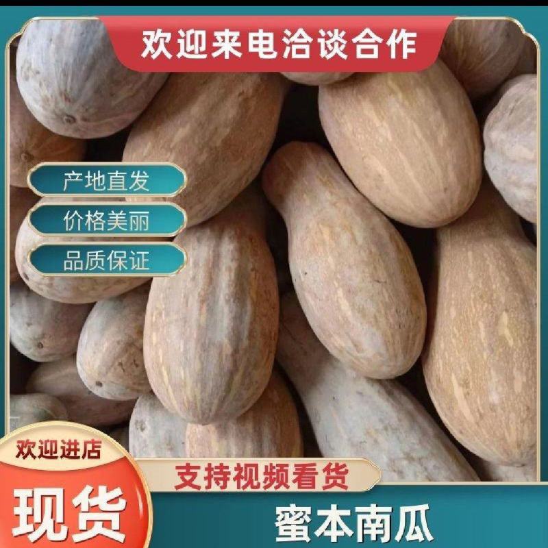 广东蜜本南瓜市场货电商货养殖货大量现货