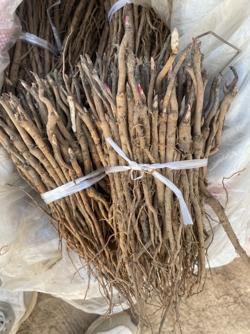 亳州产牡丹苗，优质苗木直供，**特惠，快来选购！