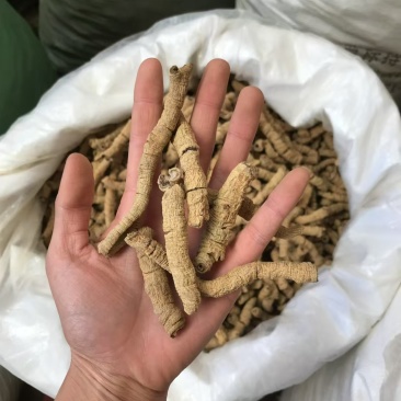 巴戟天优质好货现货秒发质量保证