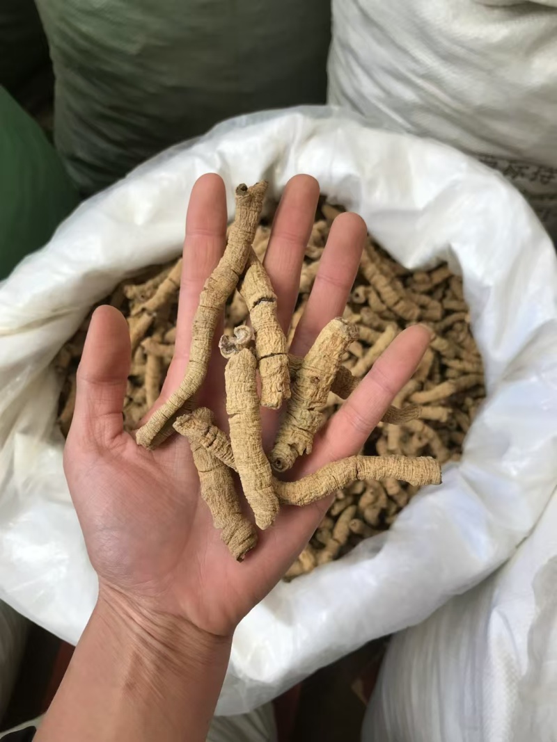 巴戟天优质好货现货秒发质量保证