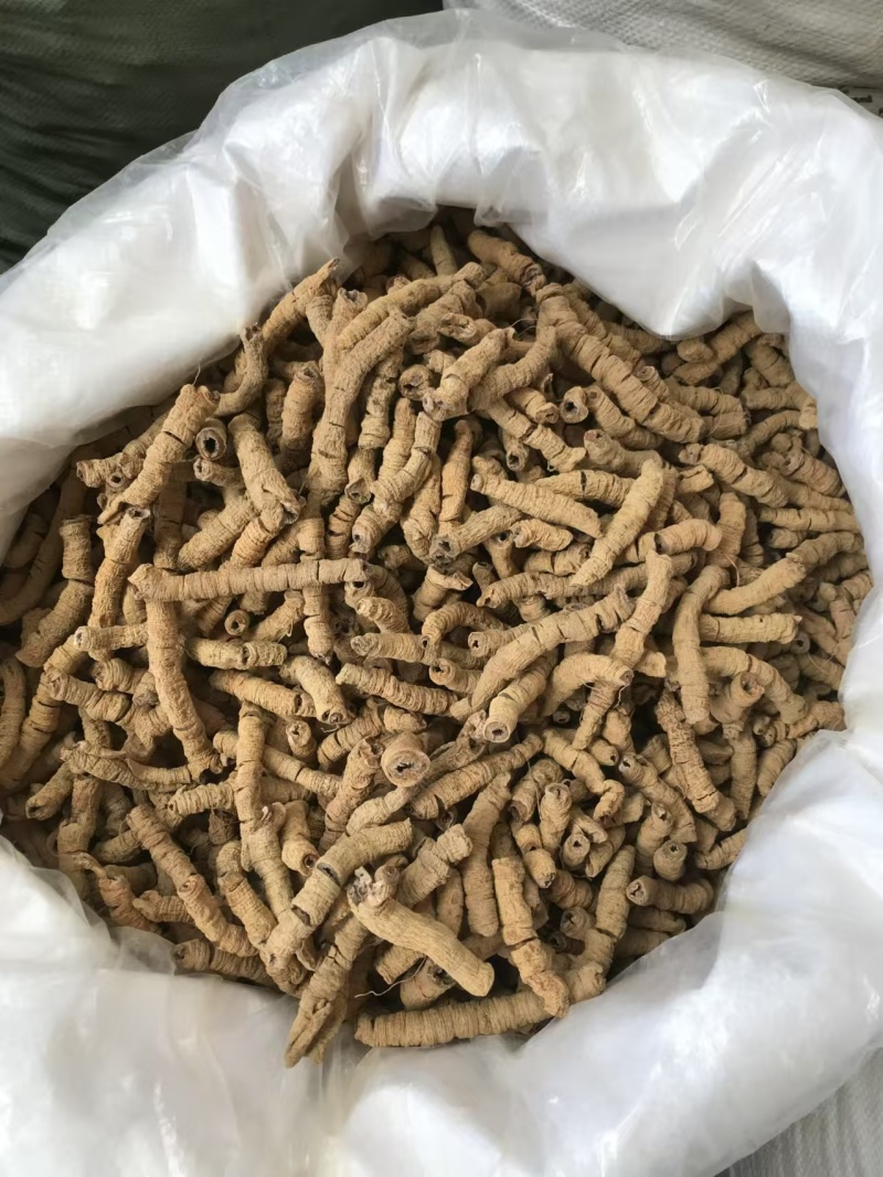 巴戟天优质好货现货秒发质量保证