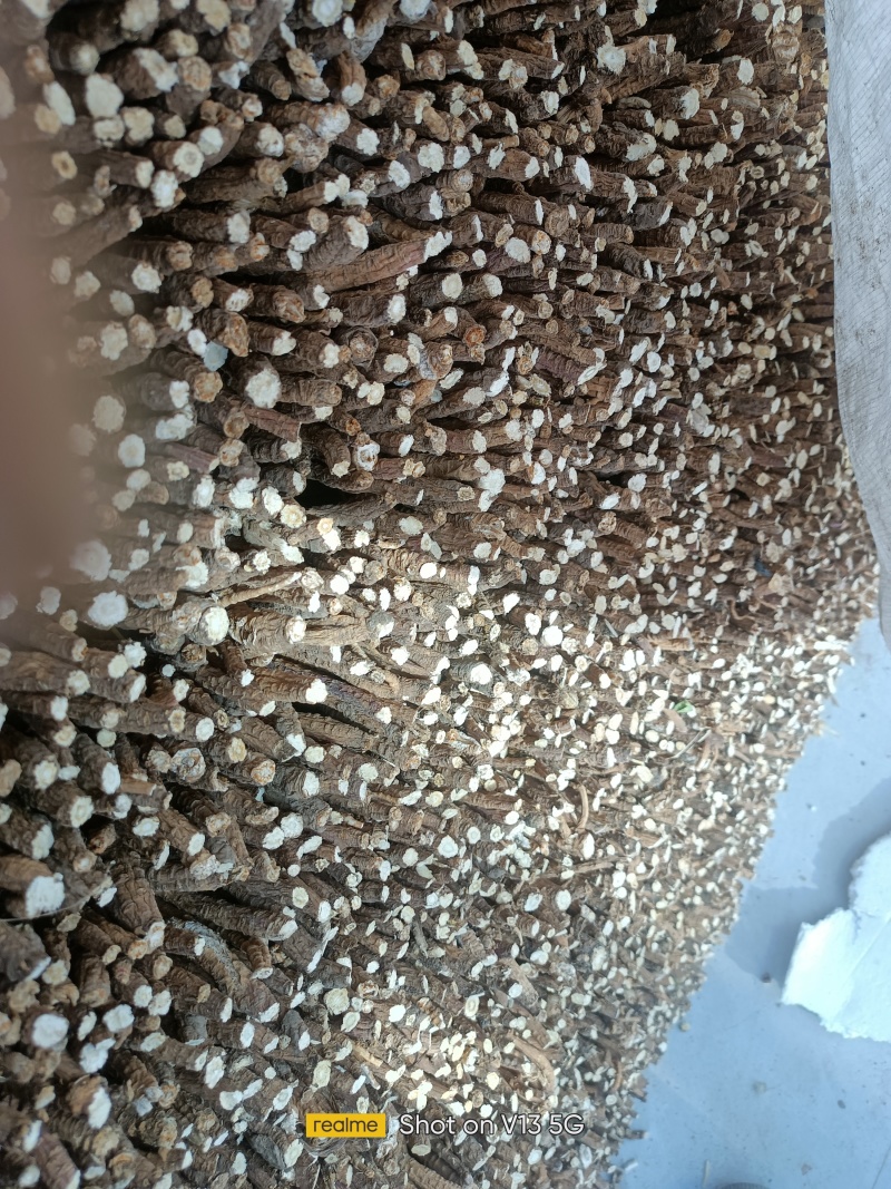 北沙参头，下角料内蒙赤峰市喀喇沁旗牛营子药材之乡种植户
