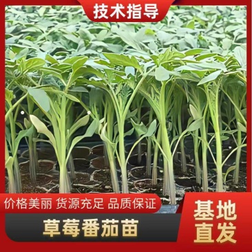 包邮！草莓番茄——秋之恋。耐裂起沙口感，抗TY病毒