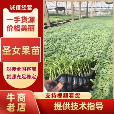 包邮，红佳丽——红色千禧苗，苗厂直发。酸甜可口，采摘必选