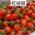 包邮，红佳丽——红色千禧苗，苗厂直发。酸甜可口，采摘必选