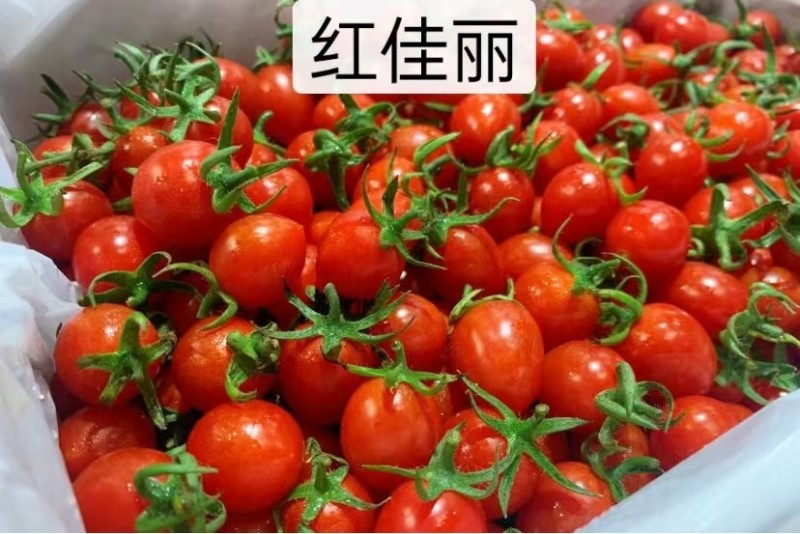 包邮，红佳丽——红色千禧苗，苗厂直发。酸甜可口，采摘必选