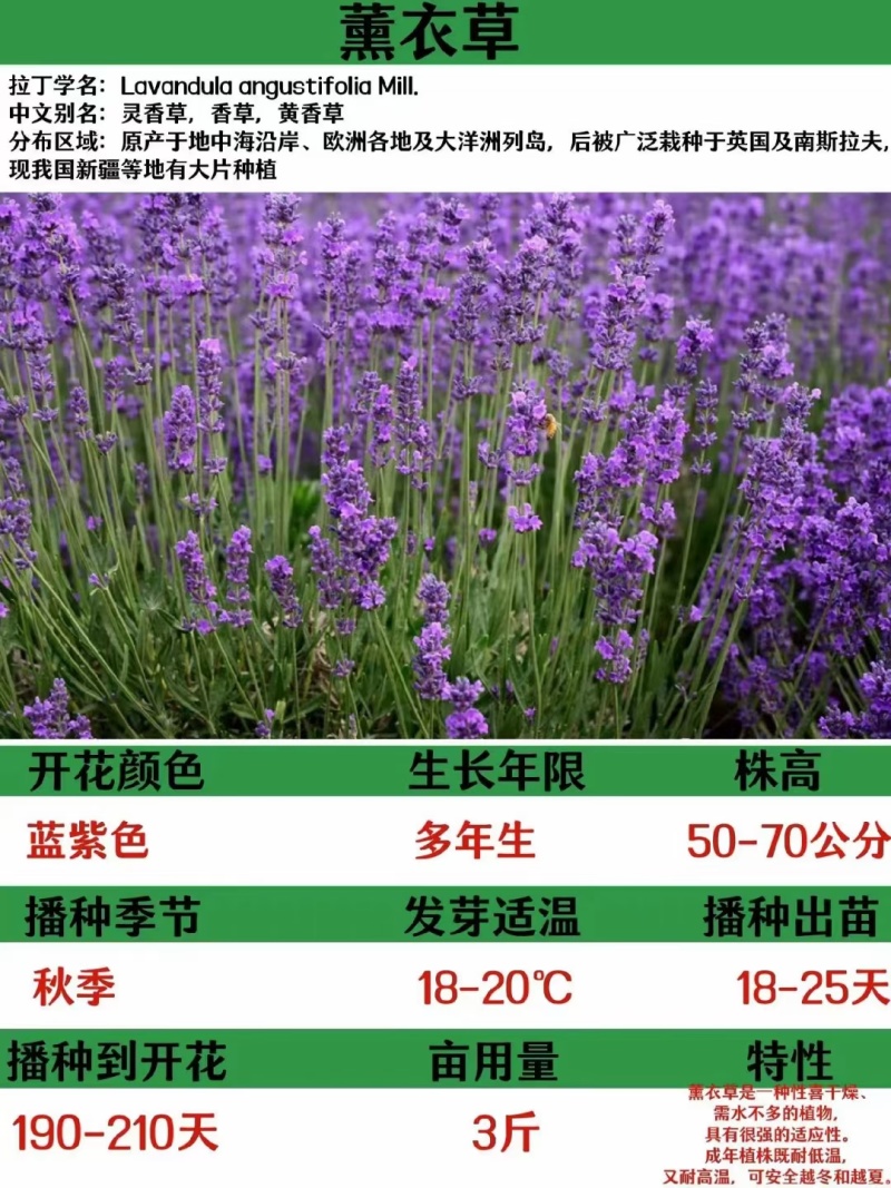 薰衣草种子厂家货源批发价格全国发货价格便宜欢迎下单咨询