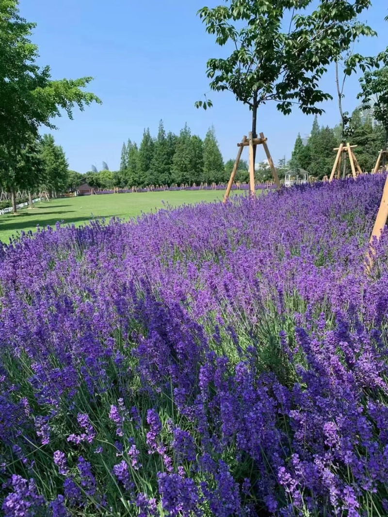 薰衣草种子厂家货源批发价格全国发货价格便宜欢迎下单咨询