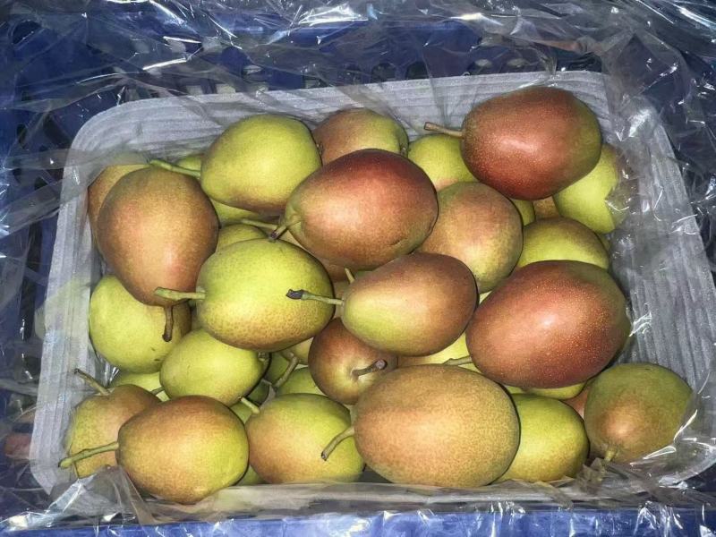 红香酥梨产地发货大量上市货源充足品质保证欢迎咨询洽谈合作