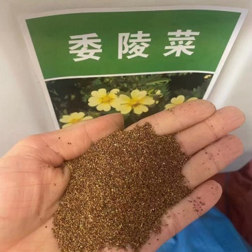 委陵菜种子厂家货源批发价格全国发货价格便宜欢迎下单咨询