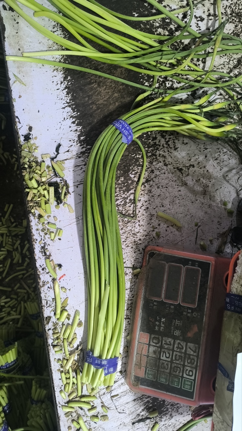红帽蒜薹产地直发货源充足，常年有货，价格便宜