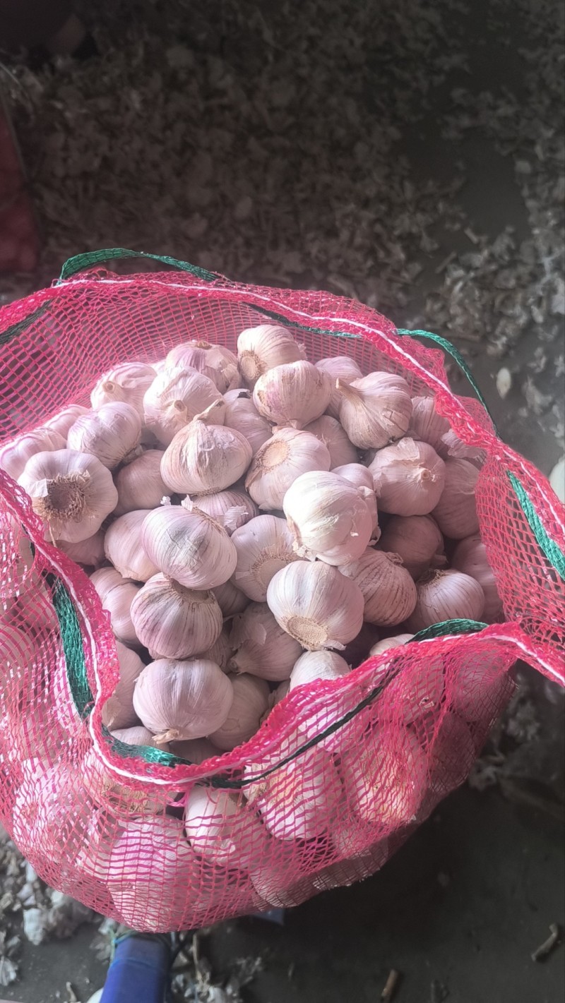【原产地】大蒜山东紫皮大蒜规格齐全常年供应欢迎咨询